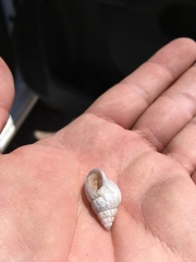 Rabdotus dealbatus dealbatus
