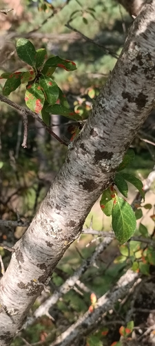 Prunus cocomilia, photograph 4