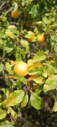 Image of Prunus cocomilia by (c) Gianluca Congi🪶🦆🌲, some rights reserved (CC BY-SA)