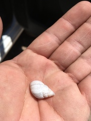 Rabdotus dealbatus dealbatus