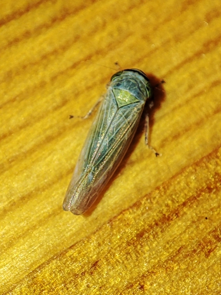 Limotettigini