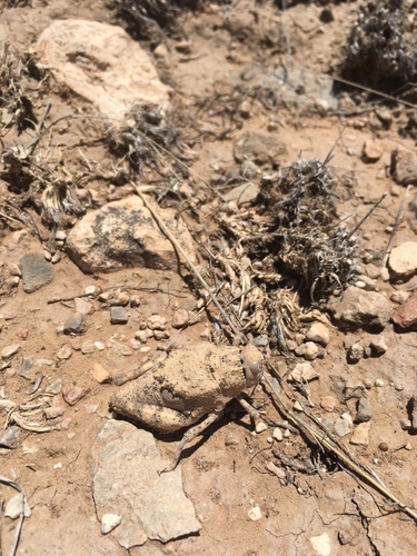 Robust Toad Lubber photo 3