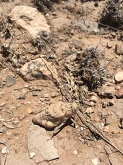 Phrynotettix robustus