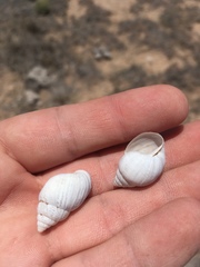 Rabdotus dealbatus dealbatus