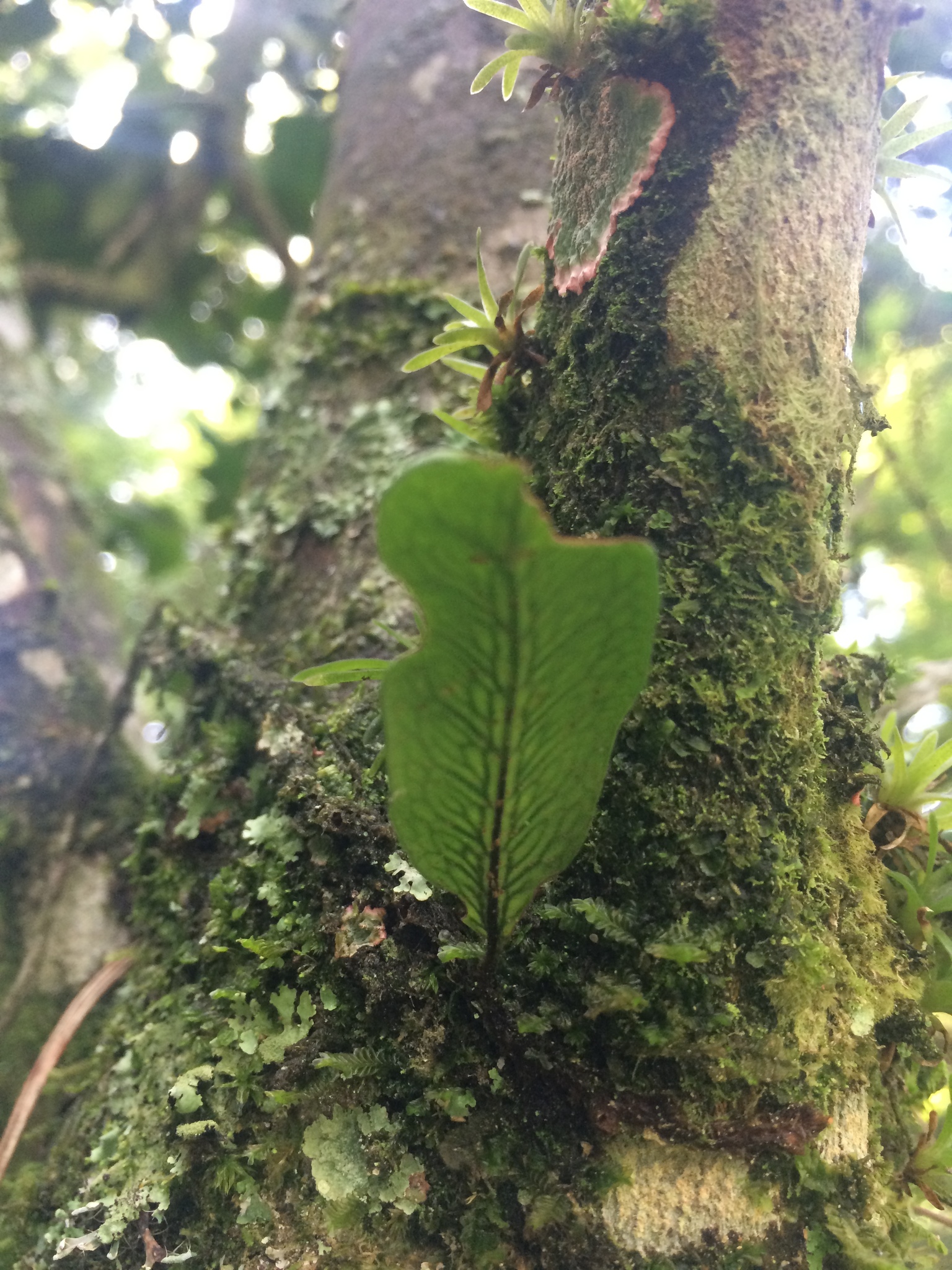 clinging vine ferns