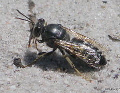 Bembix furcata