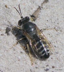 Bembix furcata
