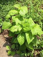 Morus indica