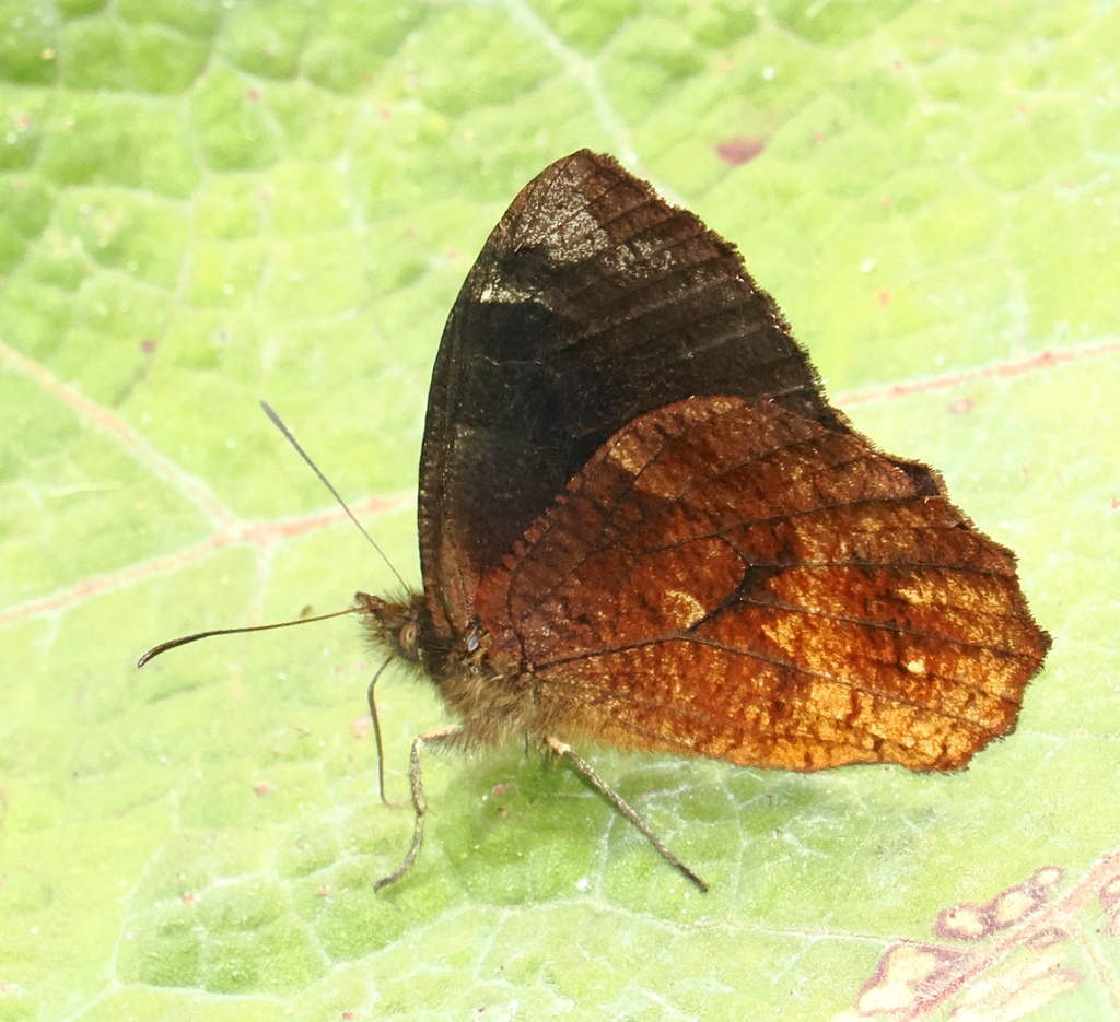 Pedaliodes palpita
