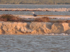 Ardea herodias occidentalis × wardi
