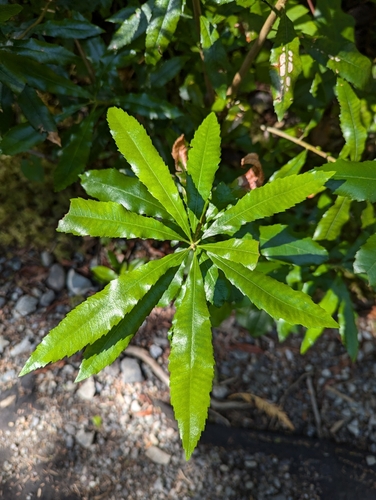 Pacific Wax myrtle