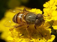 Eristalinus taeniops