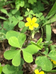 Oxalis corniculata