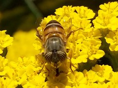 Eristalinus taeniops