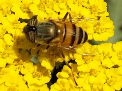 Eristalinus taeniops