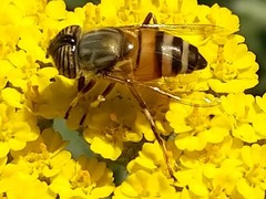 Eristalinus taeniops