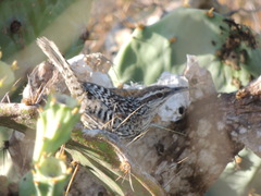 Campylorhynchus yucatanicus