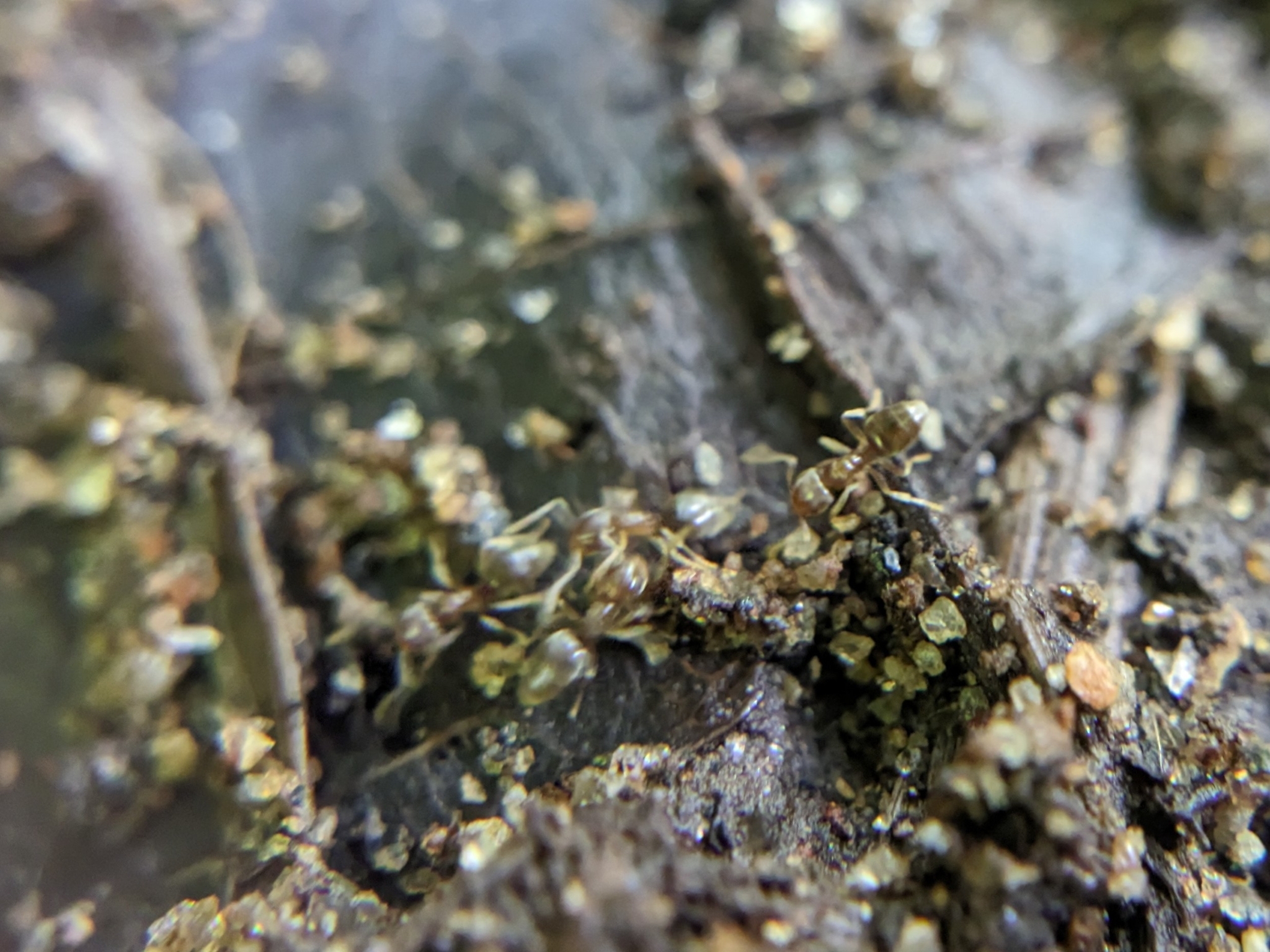 Chronoxenus wroughtonii