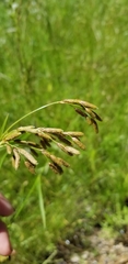 Scirpus pendulus