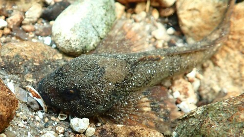 Chabot Bullhead, photo 5 of 10