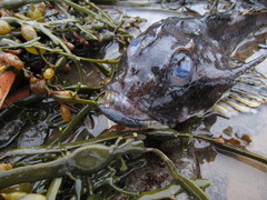 Myoxocephalus octodecemspinosus