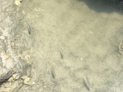 Trachinotus