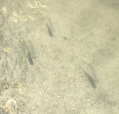 Trachinotus