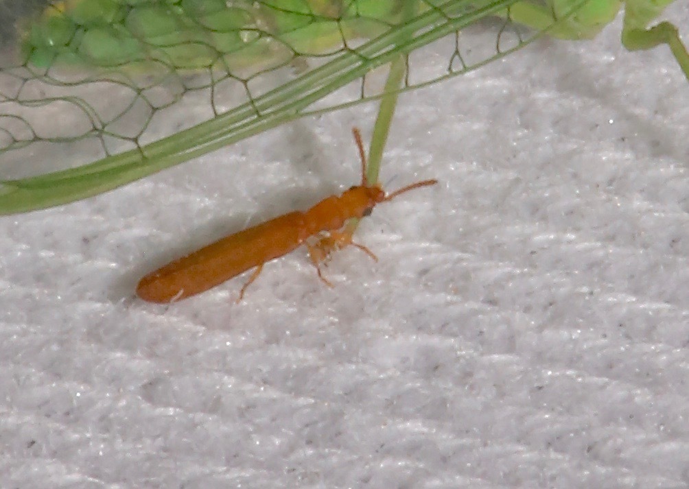 Hemipeplus microphthalmus