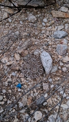 Crotalus atrox