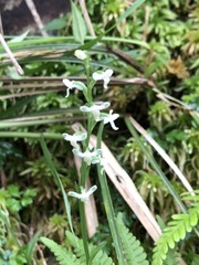 Platanthera brevicalcarata