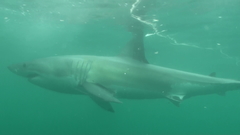 Carcharodon carcharias