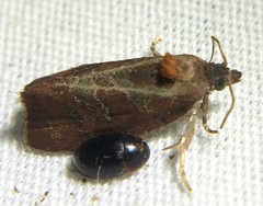 Evora hemidesma