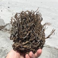 Clathria prolifera