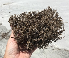 Clathria prolifera