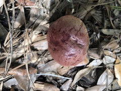 Butyriboletus floridanus image