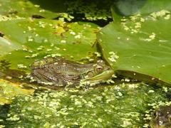 Lithobates montezumae