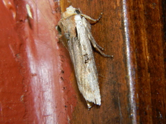 Xylena curvimacula