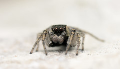 Habronattus borealis