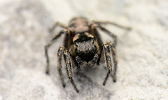 Habronattus borealis