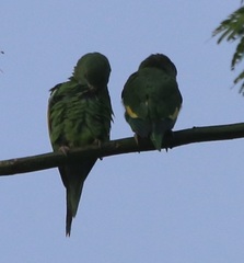 Brotogeris versicolurus