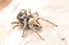 Habronattus borealis
