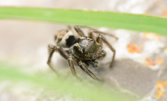 Habronattus borealis