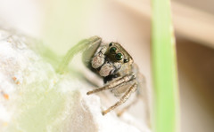 Habronattus borealis