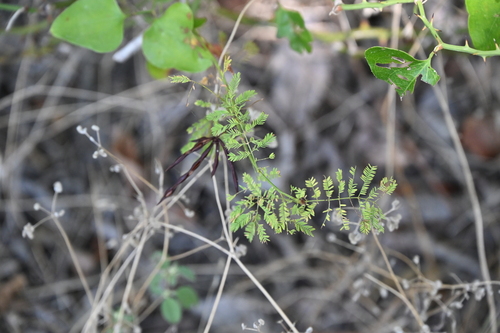 Image of Desmanthus leptolobus by no rights reserved
