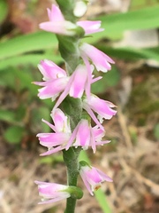 Spiranthes sinensis