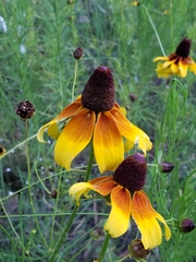 Rudbeckiinae
