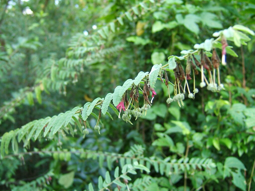 Neoregnellia