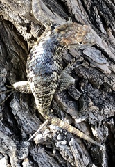 Sceloporus magister