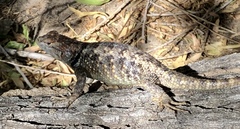 Sceloporus magister