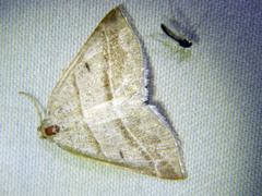 Petrophora subaequaria